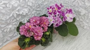 Фиалки ЛФ-Мраморный Пион и ПТ-Чаровница