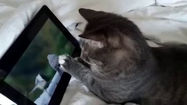 Феня ловит птичек 😸 смотреть онлайн