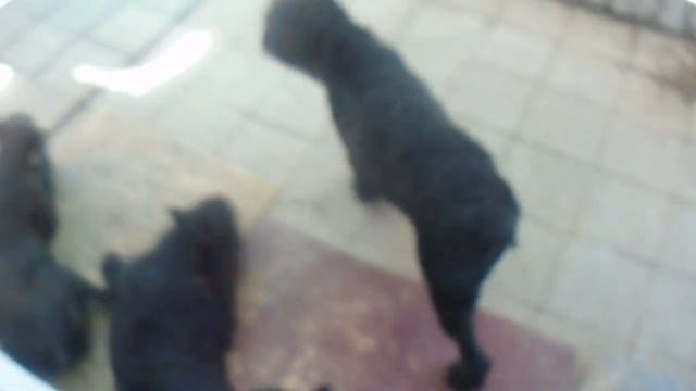 Роман - Кош Венеция Дарк Найт 10, 5 лет. Севастополь 2 08 16 смотреть онлайн