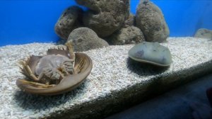 Океанариум Нячанг. Институт Океанографии.