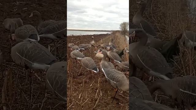 Приехали на охоту на гуся смотреть онлайн