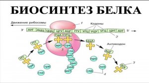 ЕГЭ БИОЛОГИЯ 2024. Задание 27