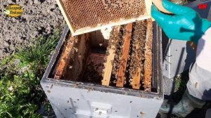 пересадка пчелопакета в улей делаем сразу 10 рамок быстрое развитие хороший результат