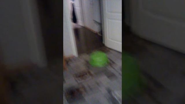 Как моя собака порода хаска играет в тазик смотреть онлайн