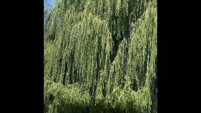 7 июля 2023 г. Замок на воде Шато Эркен смотреть онлайн