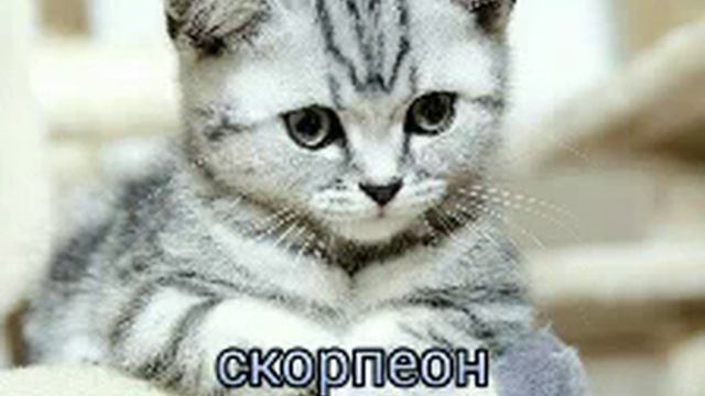 Какой ты котик по знаку зодиака ?