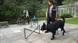 Догтренинг 553. Обыкновенное чудо за 13 дней. Немецкая овчарка Тор на пути к совершенству