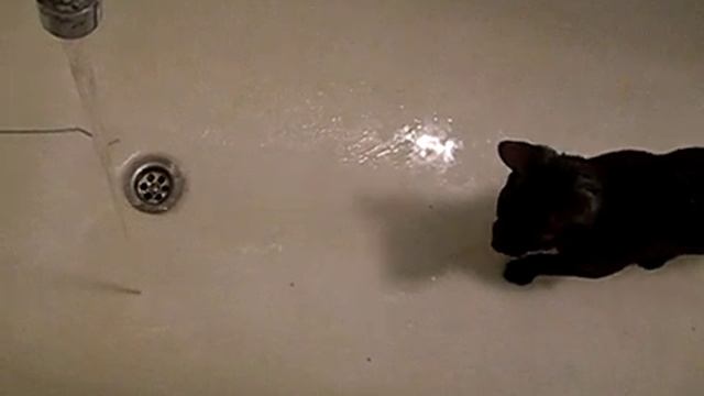 тося ловит волну.avi смотреть онлайн