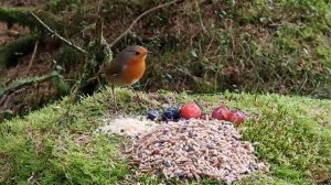 Как самая общительная птичка Зарянка встретила нас в лесу, позировала на камеру и даже спела