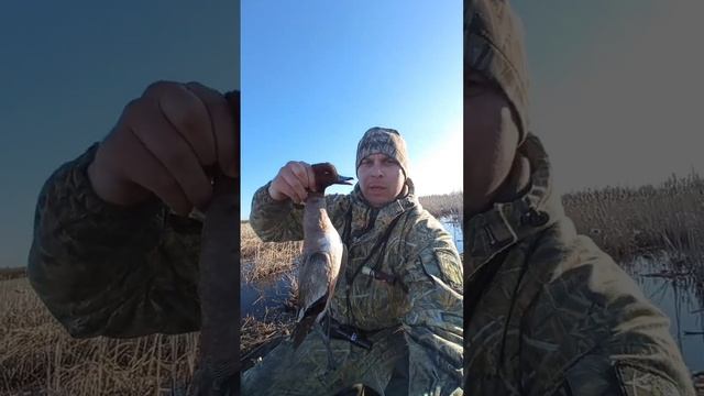 Утиный манок Кынат! смотреть онлайн