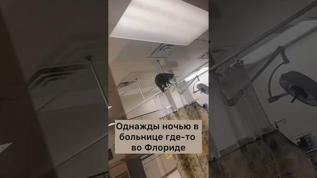 Запутаться в собственном поводке - это святое