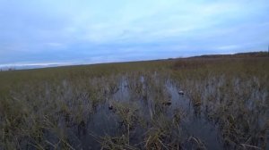 ОДИН НА ДИКОМ БОЛОТЕ! ОХОТА НА УТКУ С ЧУЧЕЛАМИ. Импала плюс.