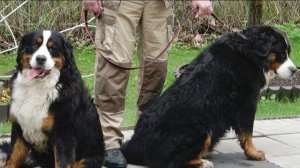 Догтренинг 602. Трудности управления стаей. Берны. Атаки на хозяина в контакт.