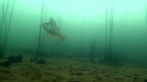 Пучок живца! Подводные кадры атак щуки и окуня на эту приманку!