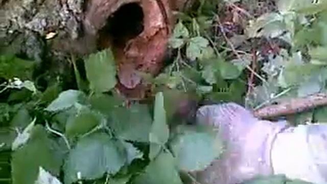 Летучие мыши в дереве смотреть онлайн