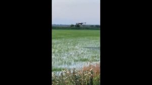 производство риса