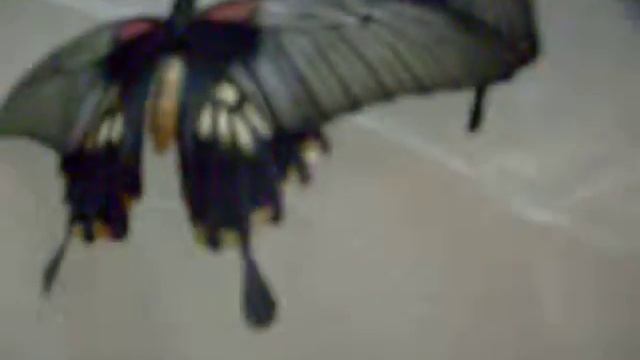 Выставка бабочек смотреть онлайн