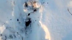 А кроты зимой спят?)