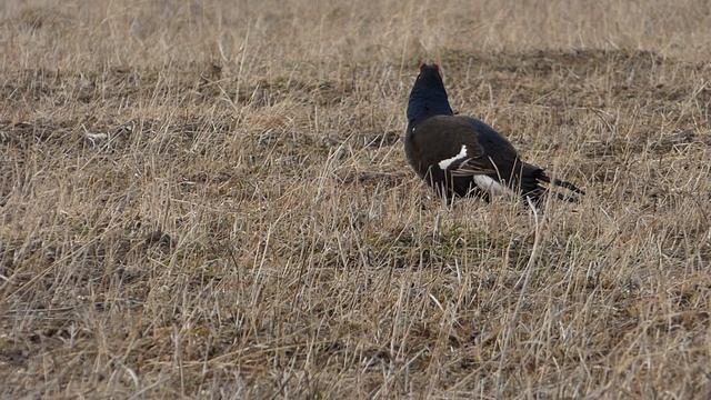Тетерева кормятся на месте тока смотреть онлайн