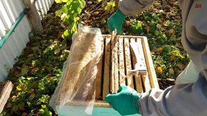 ПЧЕЛОВОДСТВО, ОСЕННЯЯ ПРОВЕРКА КОРМОВ