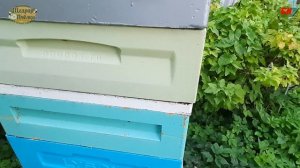 пасека, чем покрасить ульи ППУ и ППС