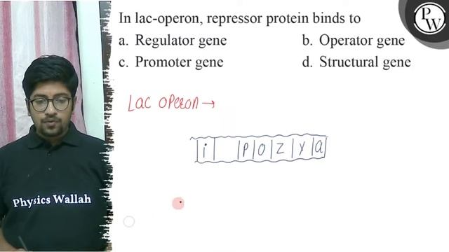 In lac-operon, repressor protein binds to
a. Regulator gene
b. Oper... смотреть онлайн
