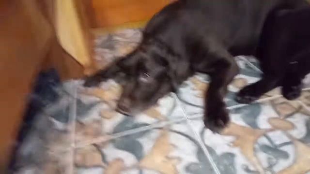 Ничего вы не понимаете, я тут не просто лежу, а дверь охраняю! Лабрадор Балу смотреть онлайн