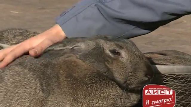 Я смотрю 07 Жемерикины смотреть онлайн