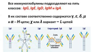 Дегтярева Е.И. Иммуноглобулины