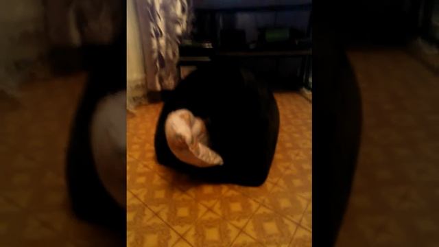 Собака вытирака смотреть онлайн