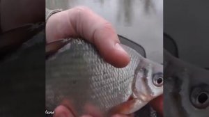 РЫБАЛКА НА КАРАСЯ. ГОРОХ И ПЕРЛОВКА. Залог успеха