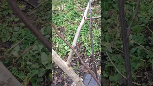 Грецкий орех- дерево донор***Ольга Бояринова