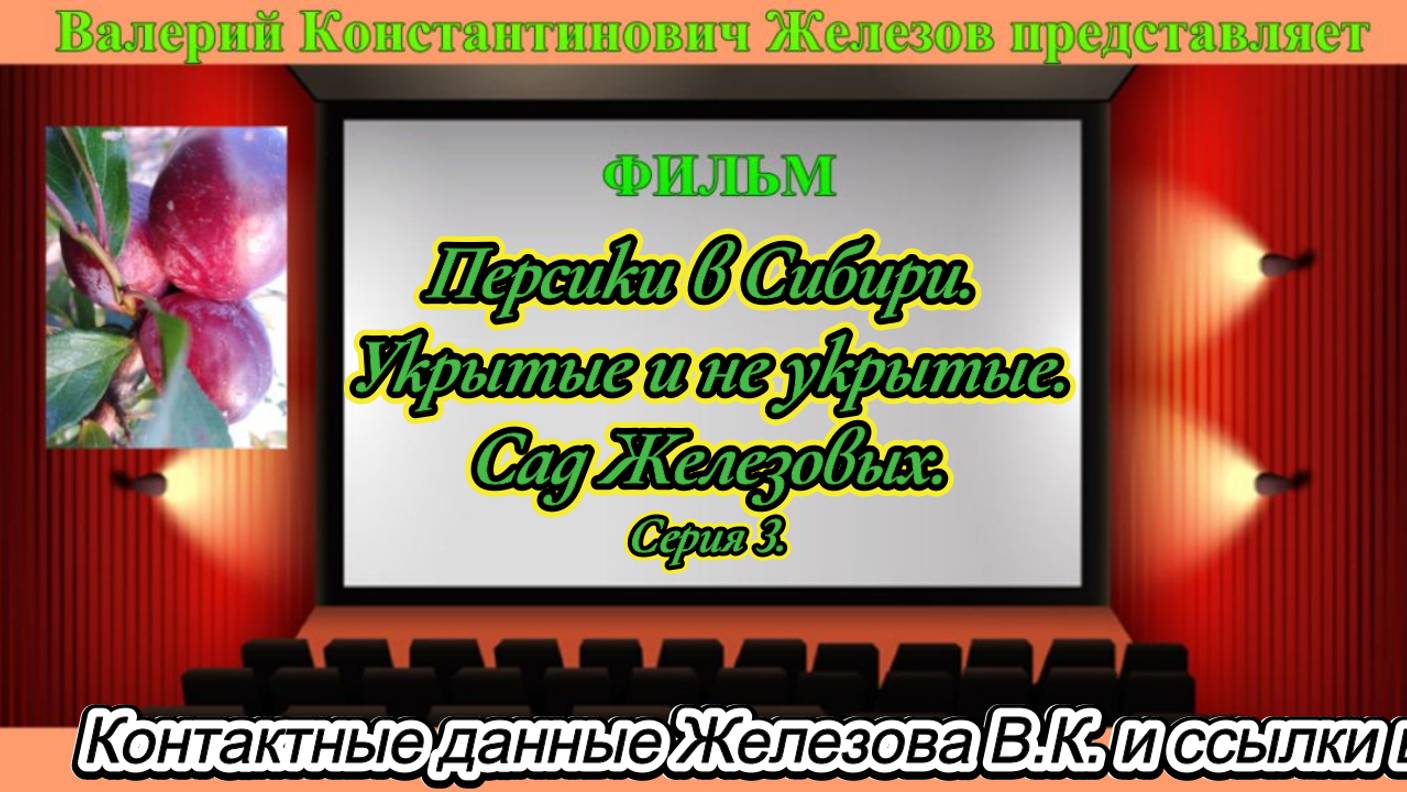 Персики в Сибири. Укрытые и не укрытые. Сад Железовых. Серия 3.