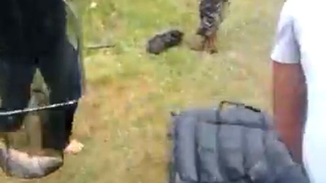 Ровно Ровенский Карповый Клуб ч,1 смотреть онлайн