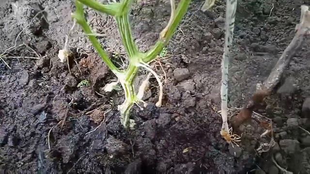 Делайте так, и  огурцы будут до самых морозов смотреть онлайн