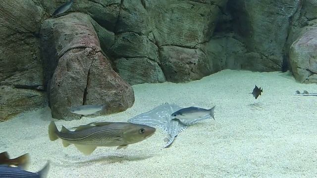 Морской музей смотреть онлайн