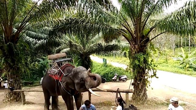 Као Лаг-  слоны после поездки развлекают туристов