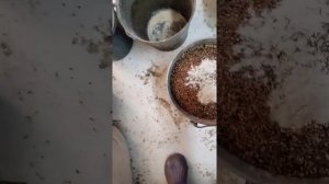 процесс изготовление дробленки для свинок