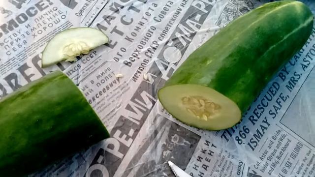 ОГУРЦЫ  МУТАНТЫ (ГИГАНТЫ)  в Кубеинке смотреть онлайн