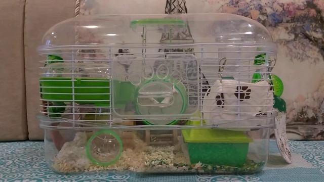 Как ухаживать за хомяком