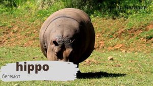 Правила чтения в английском языке. Буква H. Звук [h]