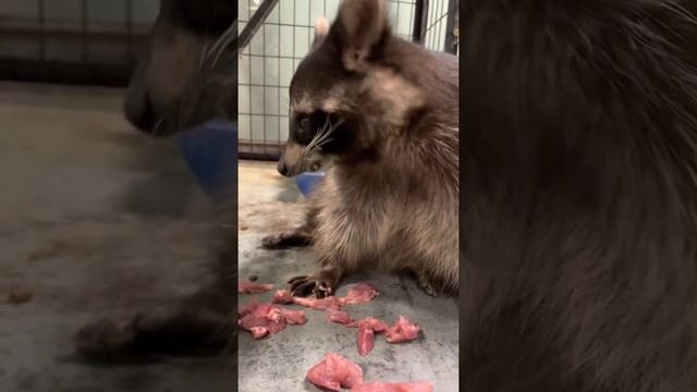 Енот Арсений ужинает мясом индейки. Мясо - основа рациона енотов, это же хищники. смотреть онлайн