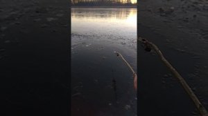 Ловим ратана