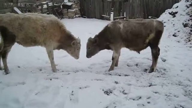 БЫКИ РАЗДЕЛ ВЛАСТИ ! смотреть онлайн