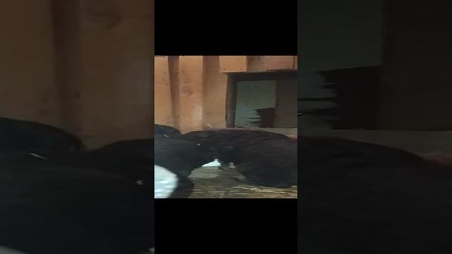 немецкая овчарка
