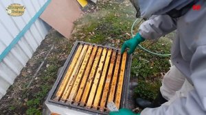 пчеловодство, верхняя вентиляция, 145 рамка самая сложная для зимовки