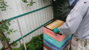 пчеловодство, установка 6-го корпуса, главный взяток