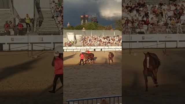 кремлевская школа верховой езды на ВДНХ
