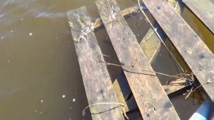 нерест, икра в нерестилище в первом затоне 2014 1