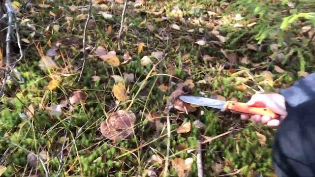 Грибной Weekend в МО. Халтурино. смотреть онлайн